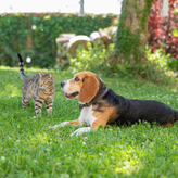 Chien et chat dans la jardin