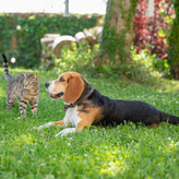 Chien et chat se reposant dans un jardin