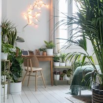 Quelles plantes vertes dans une chambre ?