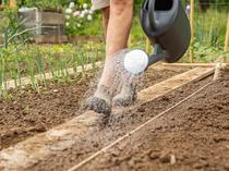 Arrosage des semis au jardin