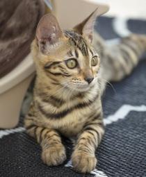 Self-service ou repas fixes ?