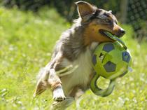 Comment faire du sport avec son animal de compagnie ?