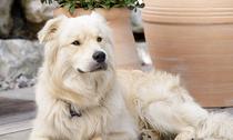 Un chien sur une terrasse avec sa gamelle