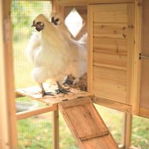 Deux poules descendent du poulailler en bois