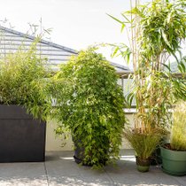 Des végétaux en pots sur une terrasse