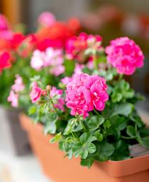 Zoom sur des géraniums roses et rouges dans une jardinière