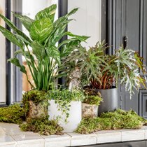 Les plantes vertes s’installent dans le hall de votre maison  !