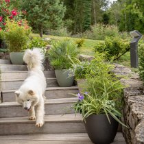 Un chien en train de courir dans des escaliers végétalisés