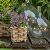 Zoom sur des plantes fleuries violettes dans un pot en vannerie