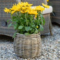 Zoom sur une plante fleurie jaune dans un pot en osier