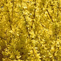 Des forsythias jaunes