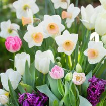 Des jonquilles blanches et jaunes