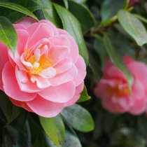 Des camélias roses