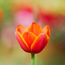 Un zoom sur une tulipe orange