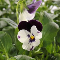 Une viola cornuta blanche et violette