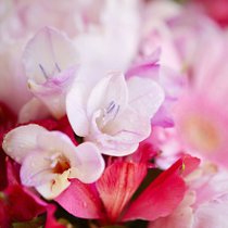 Des freesias roses violettes dans un bouquet