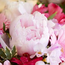 Des pivines roses dans un bouquet