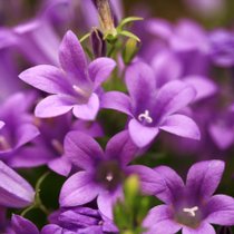 Des campanules violettes