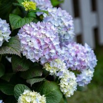 Des hortensias roses et blanches