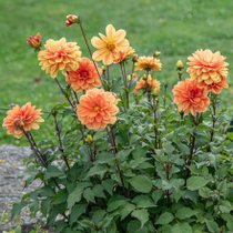 Des dahlias oranges