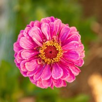 Une zinnia rose