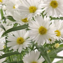 Une aster blanche