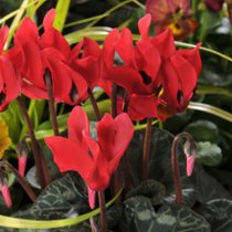 Un zoom sur un cyclamen rouge