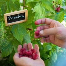 Un homme en train de cueillir ses framboises
