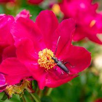 Zoom sur une fleur rose avec un insecte