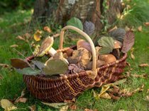 Autour des champignons