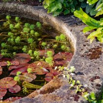Zoom sur des plantes aquatiques dans un jardin d'eau