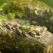 Des grenouilles sur un rocher dans un bassin aquatique