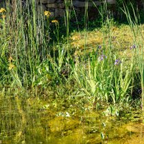 Des plantes aquatiques dans un bassin