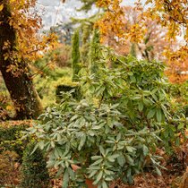 Des arbustes à l'automne