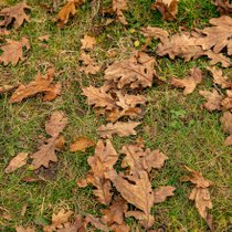 Des feuilles mortes pour l'automne