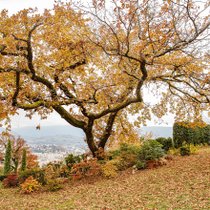 Un arbre pour l'automne