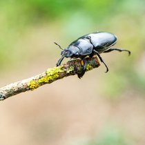 Les insectes au jardin