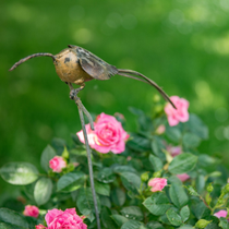 Zoom sur un oiseau à planter