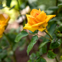 Zoom sur une fleur de rosier jaune