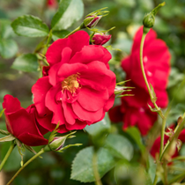 Un rosier avec une fleur rouge