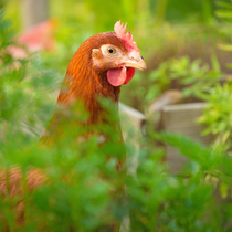 Une poule dans un jardin