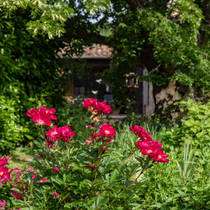 Des fleurs de couleur rose dans un jardin