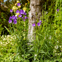 Des fleurs de couleur violette dans un jardin