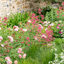 Un massif fleuri