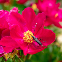 Fleur rose avec un insecte