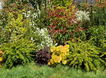 MDD botanic arbustes de haie vive