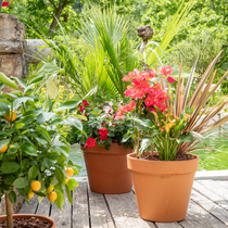 Plantes méditerranéenne