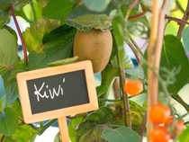 Un kiwi prêt à être récolté