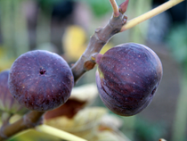 Des figues prêtes à être récoltées