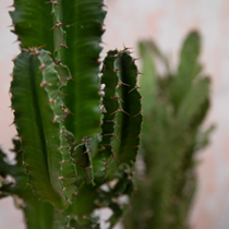 Un zoom sur un cactus